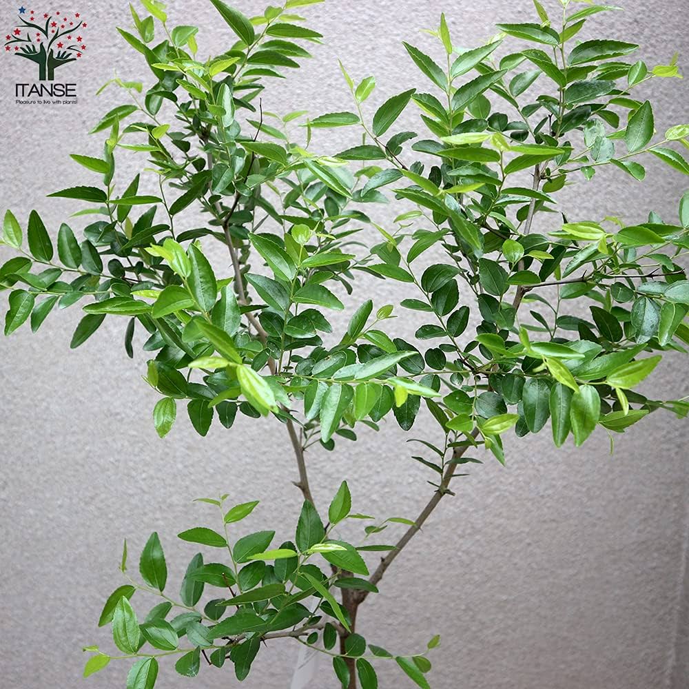 Apple - なつめ 楽天市場】大粒ナツメ しっとりやわらか 500g 樹上完熟 極上